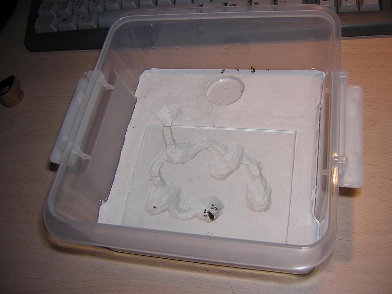 Hormiguero para mis Lasius.