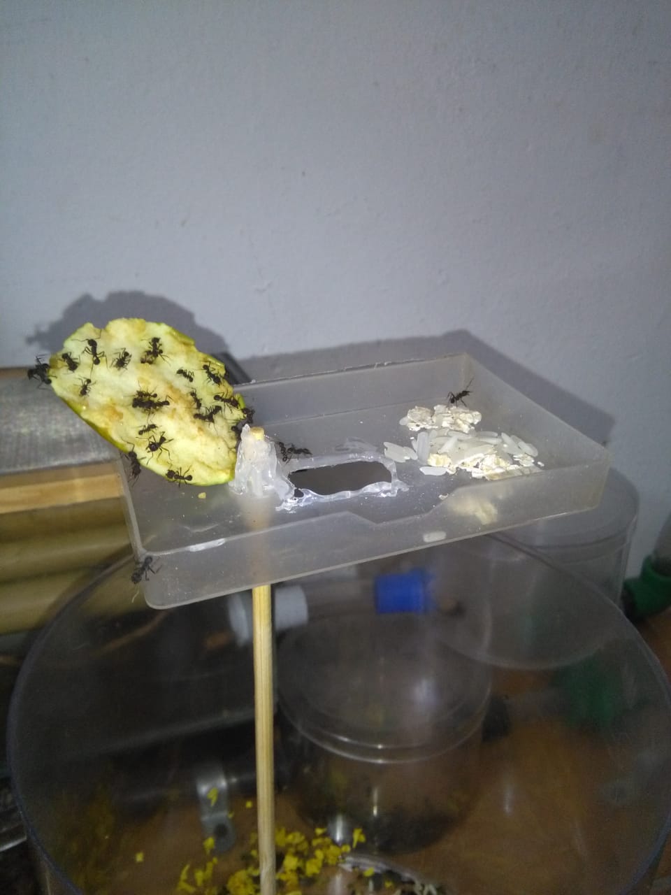 manzana
