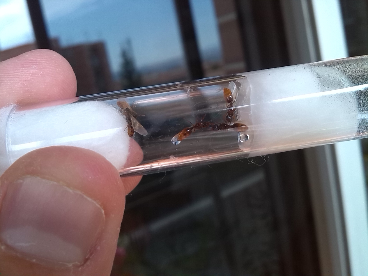 Tetramorium sp.