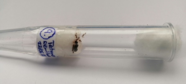 Reina Tetramorium