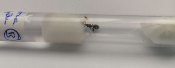 Reina Tetramorium