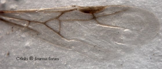 reina Tetramonium caespitum