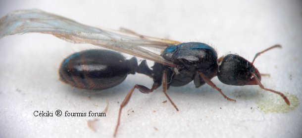 reina Tetramonium caespitum