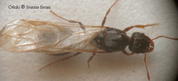 reina Tetramonium caespitum