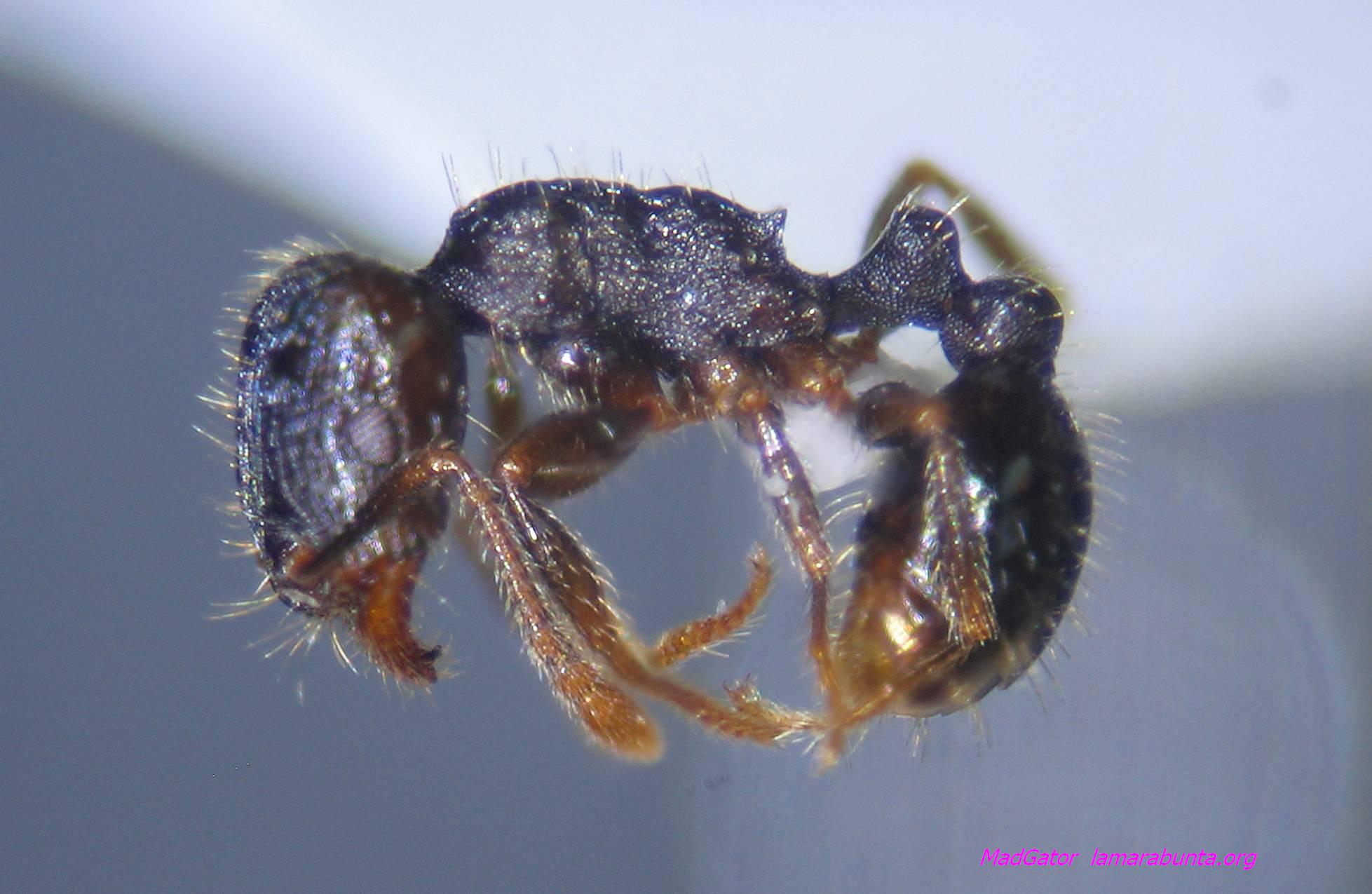 muestra-32-01