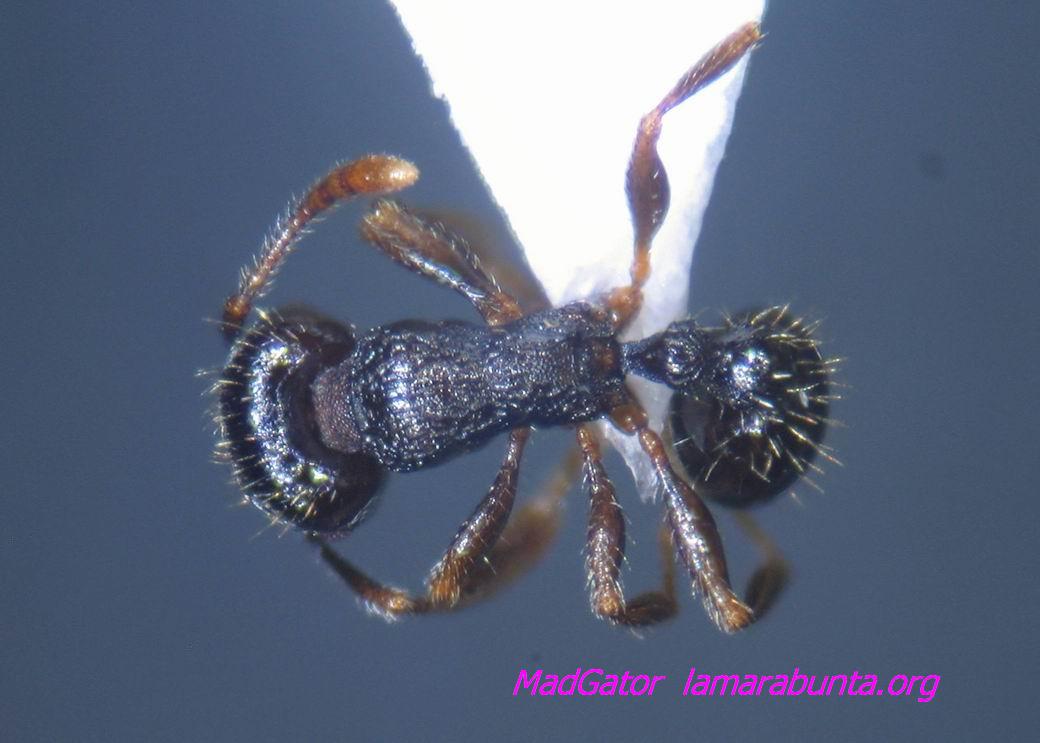 muestra-32-03