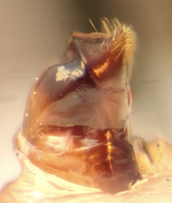 genitalia