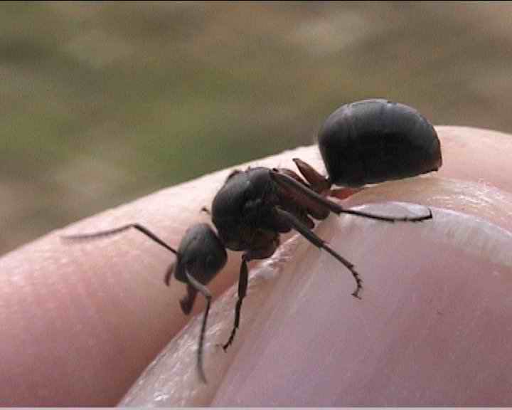 obrera de formica lugubris