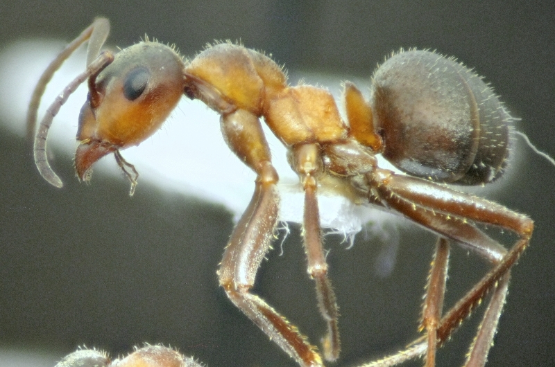 F.lugubris