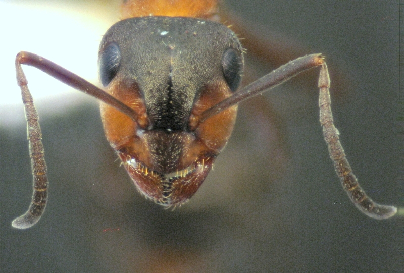 F.lugubris