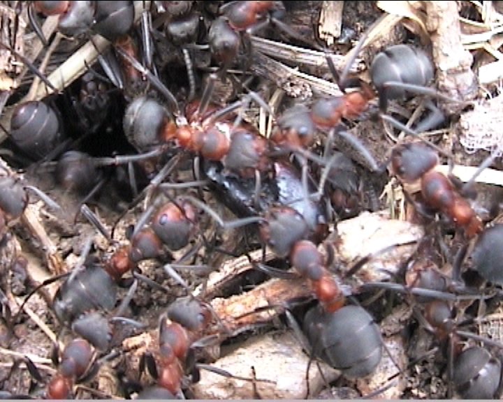 obreras de formica lugubris