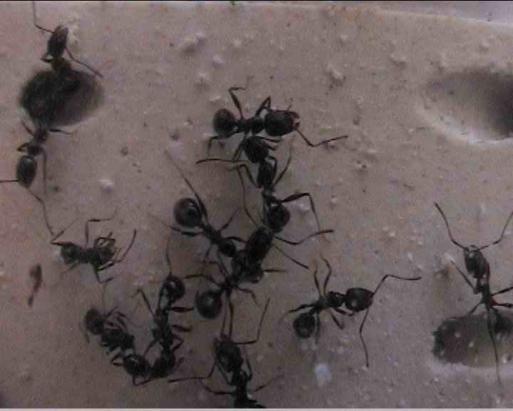 obreras de aphaenogaster gibbosa