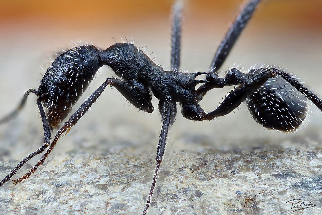 Aphaenogaster iberica