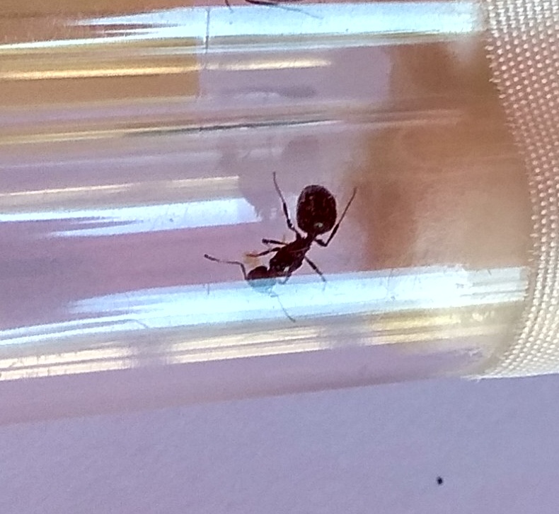 Aphaenogaster gibbosa