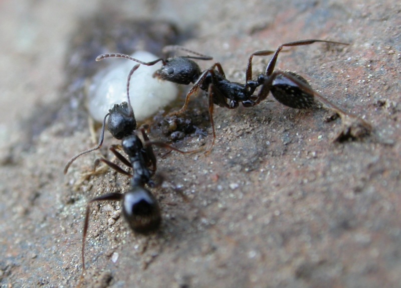 aphaenogaster gibbosa