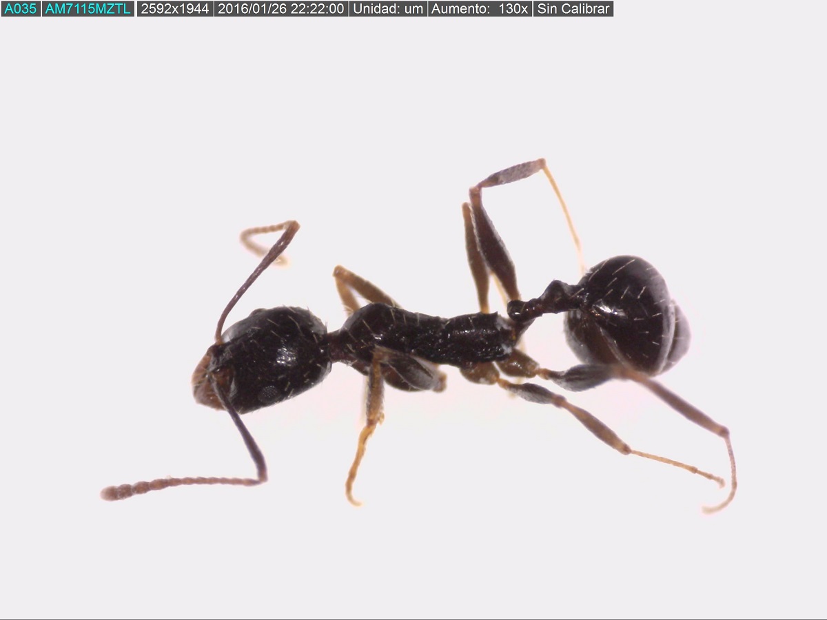 aphaenogaster gibbosa enero
