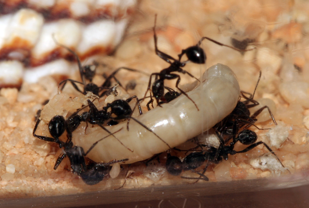 Aphaenogaster Senilis