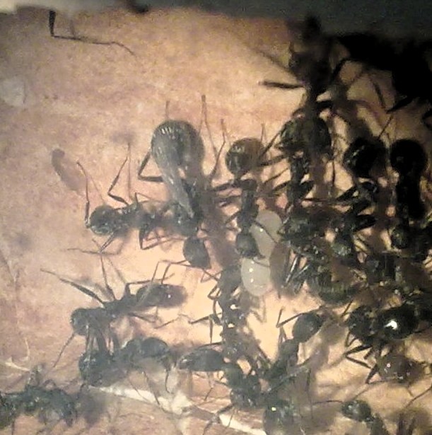 Reina A. senilis 1