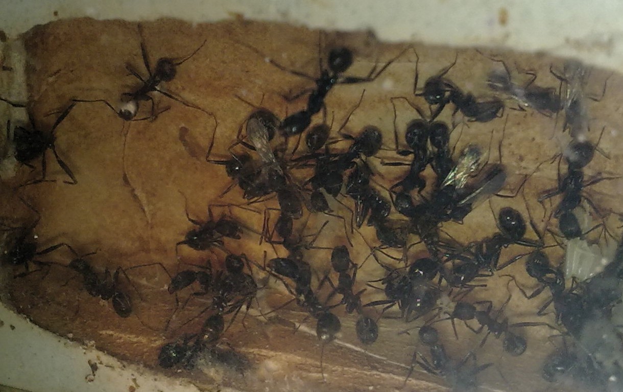 Reina A. senilis 2