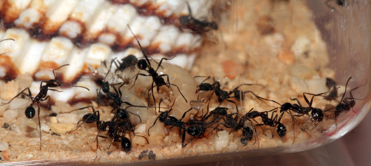 Aphaenogaster Senilis