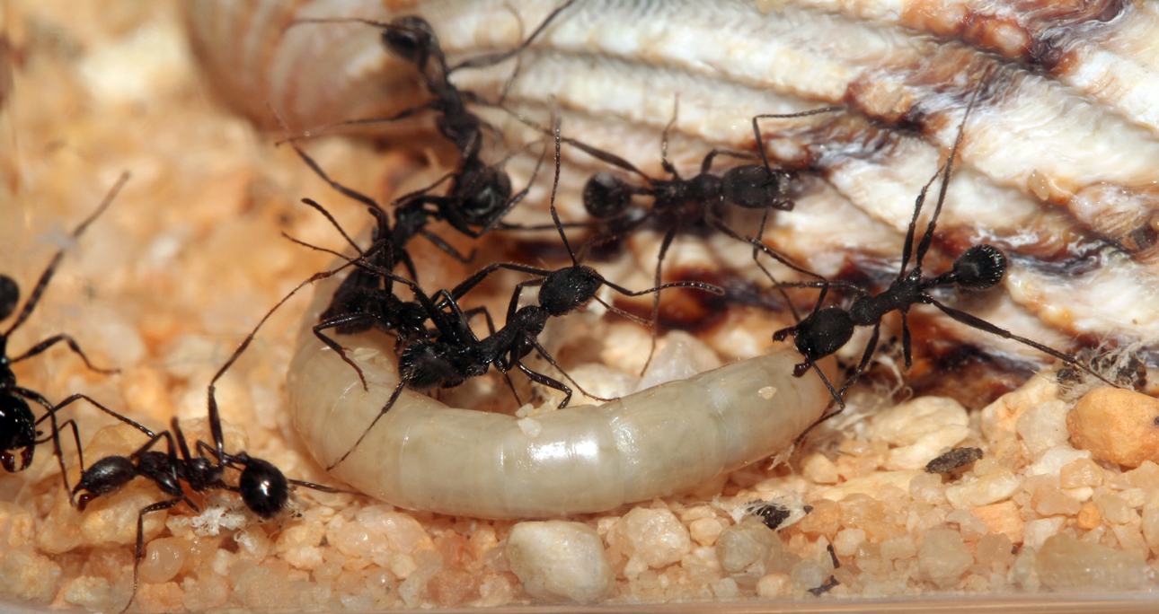 Aphaenogaster Senilis