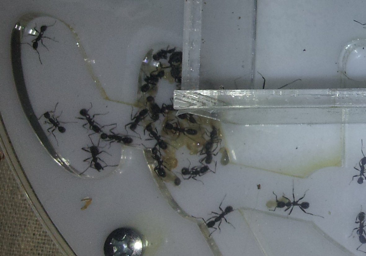 aphaenogaster senilis_2