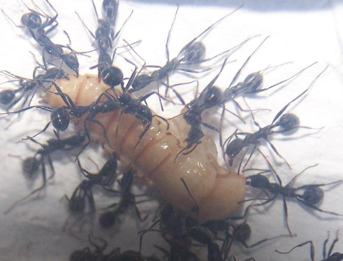 Aphas reduciendo tenebrio
