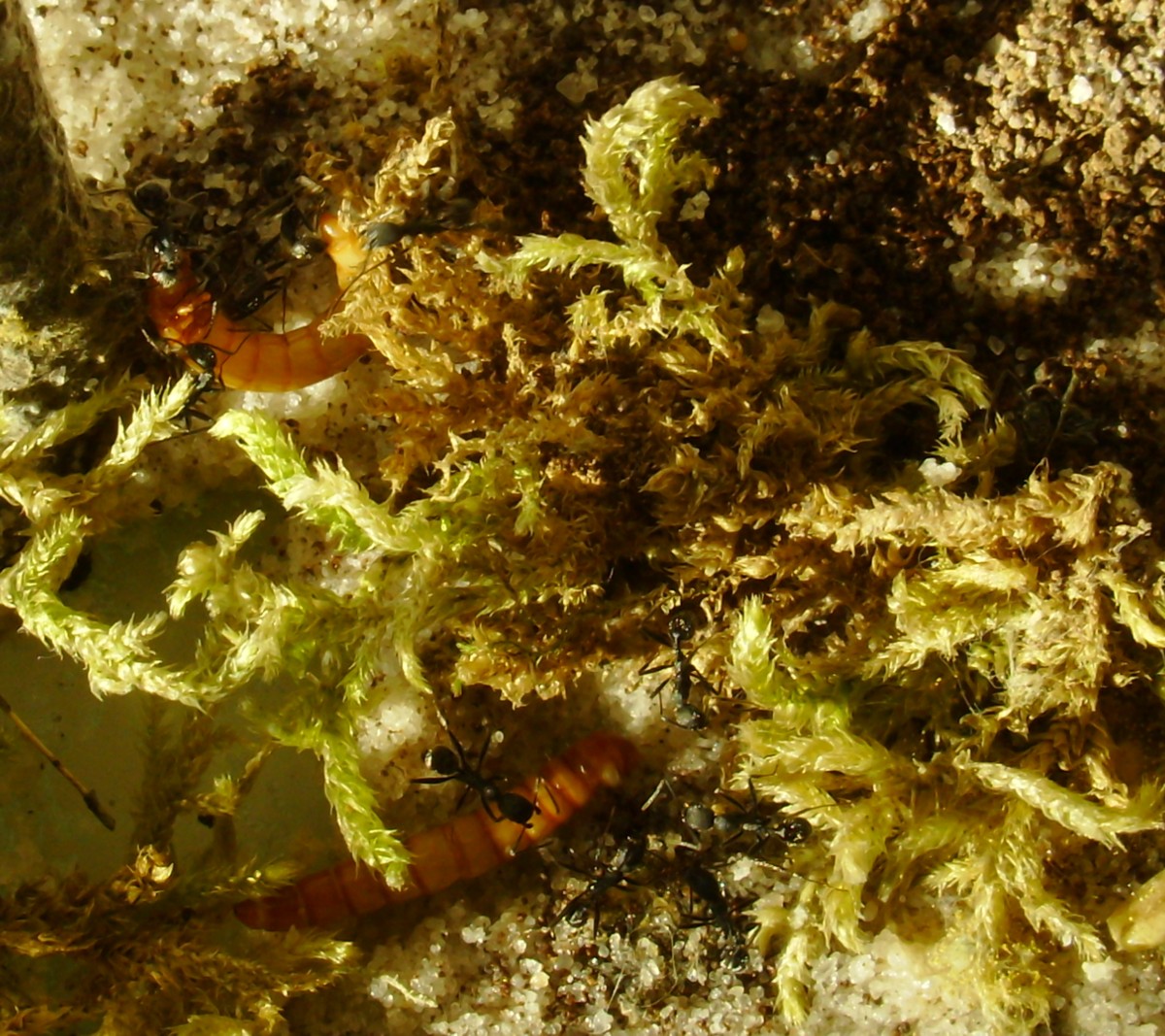Aphaenogaster senilis