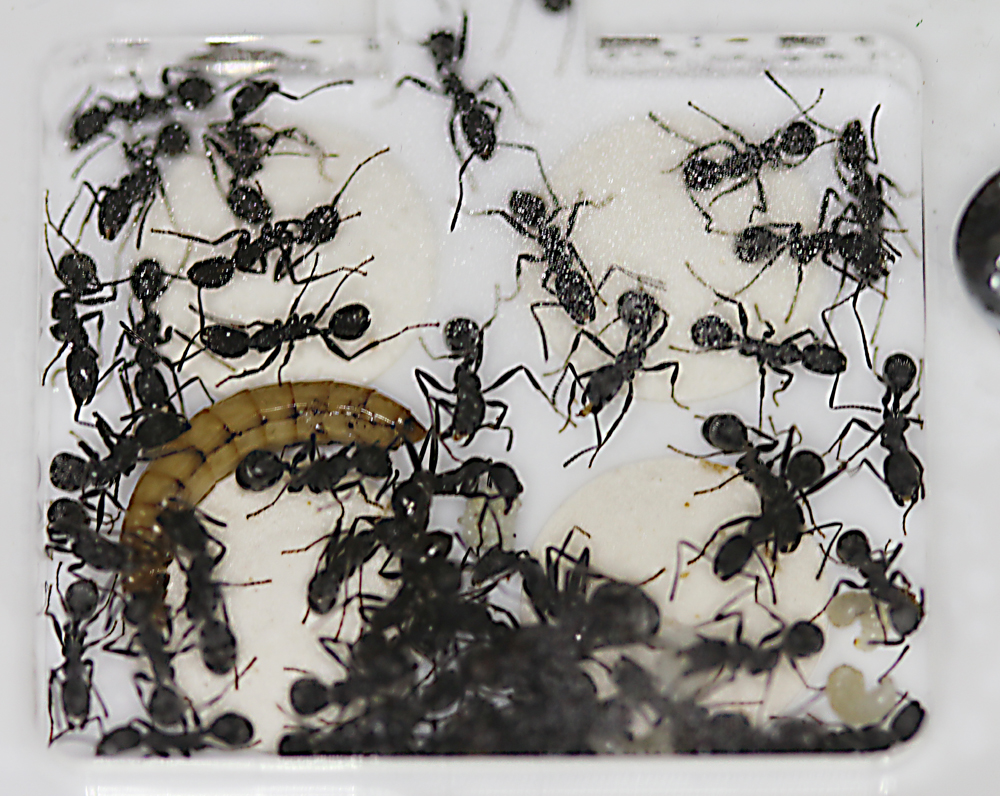 Aphaenogaster Senilis