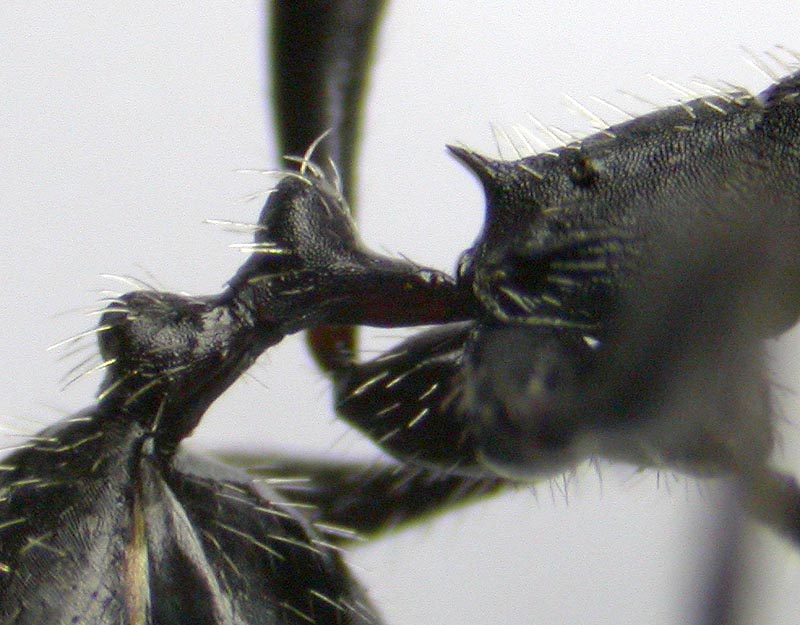 aphaenogaster