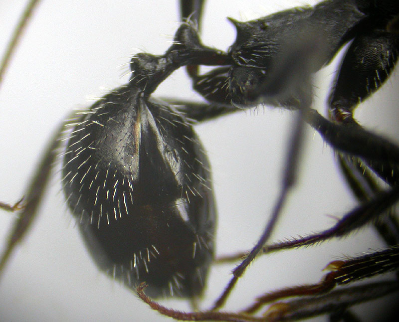 aphaenogaster