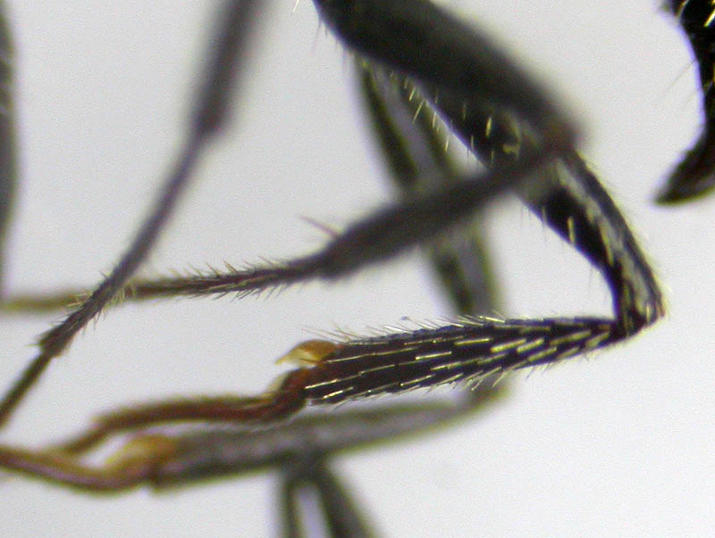 aphaenogaster