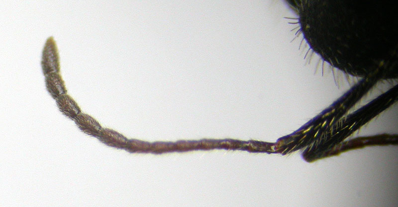 aphaenogaster
