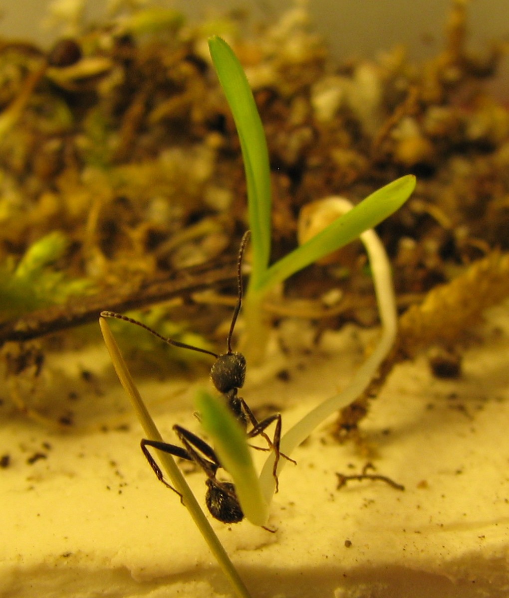 Aphaenogaster senilis