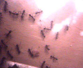 Aphaenogaster de Rivas