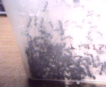 Aphaenogaster de Rivas
