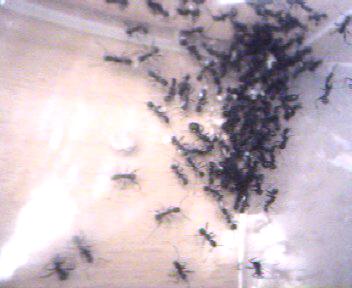 Aphaenogaster de Rivas
