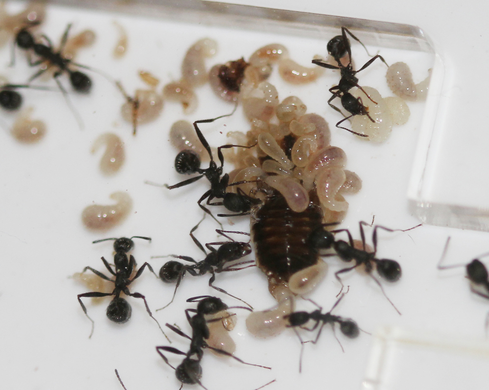 Larvas Aphaenogaster aliment�ndose