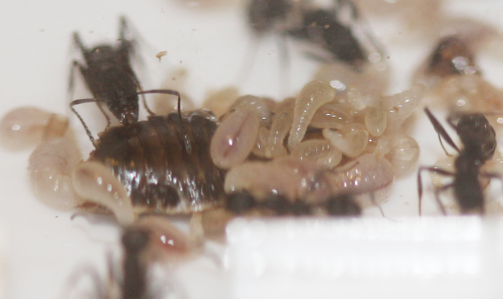 Larvas Aphaenogaster alimentndose