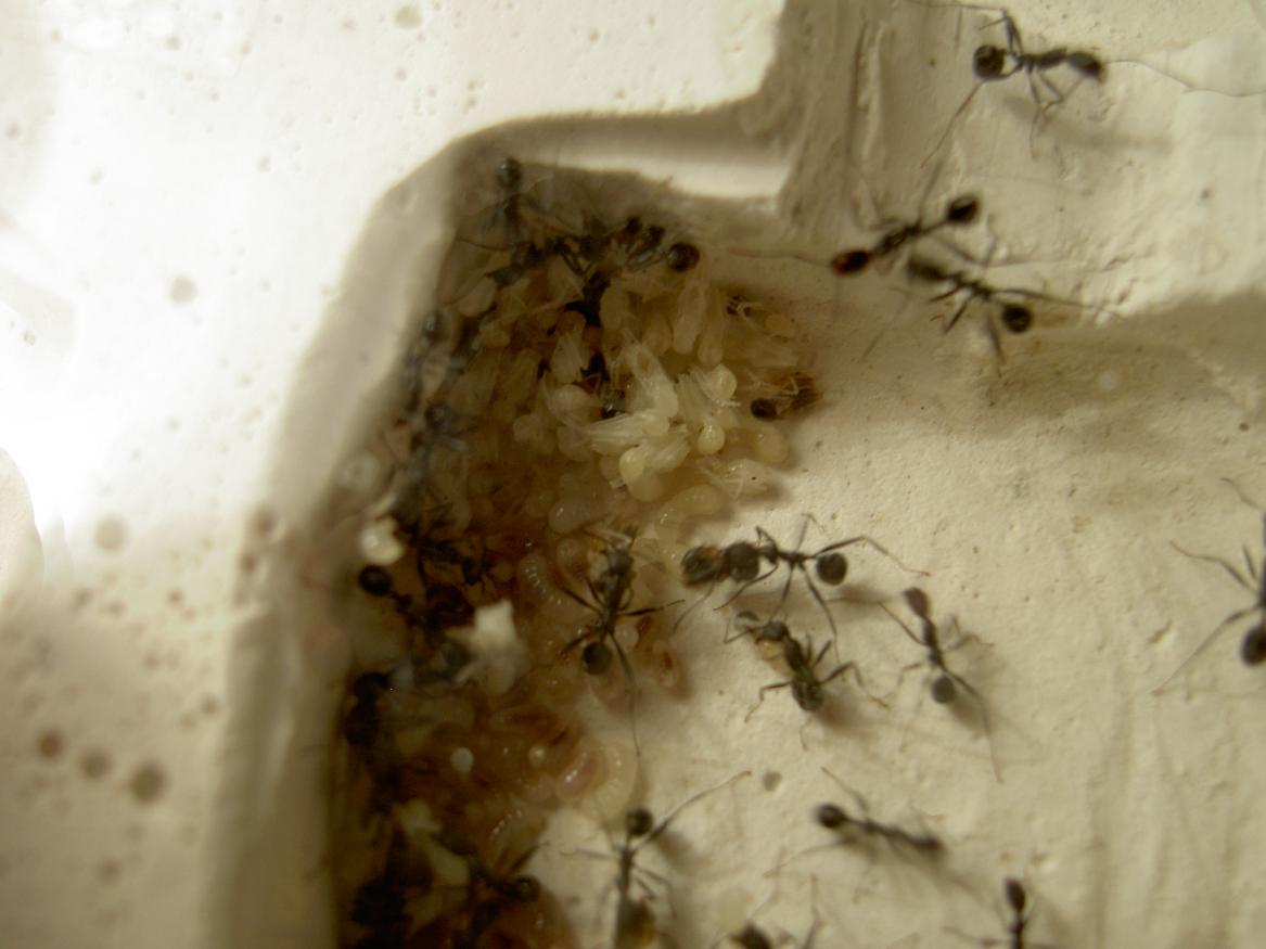 A. senilis.