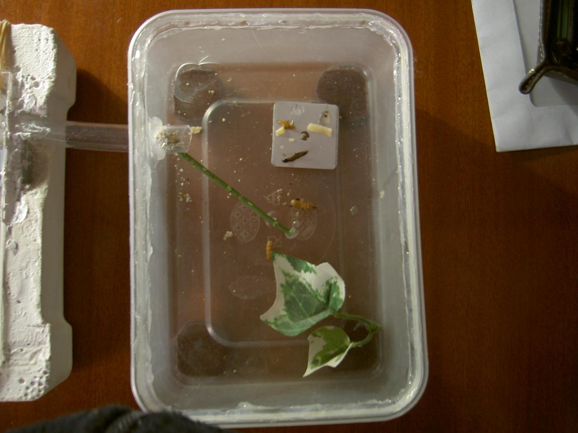 A. senilis.