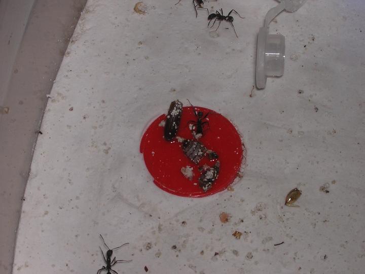 Cubriendo el agua azucarada.