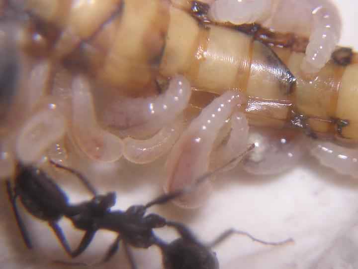 Larvas comiendo tenebrio.