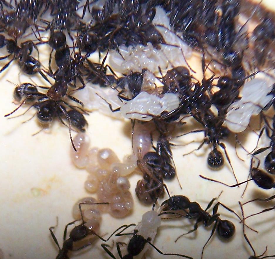 Huevos.. Aphas Senilis