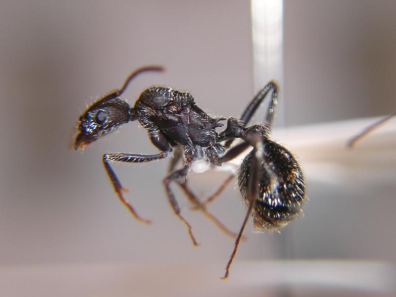 Reina de A. senilis