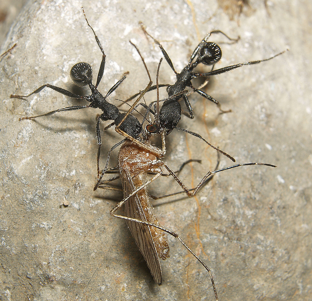 Aphaenogaster