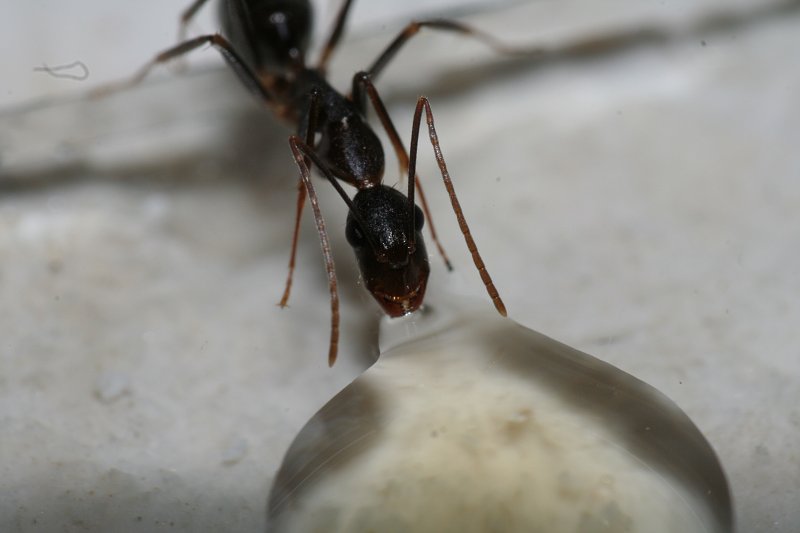 Camponotus barbricus