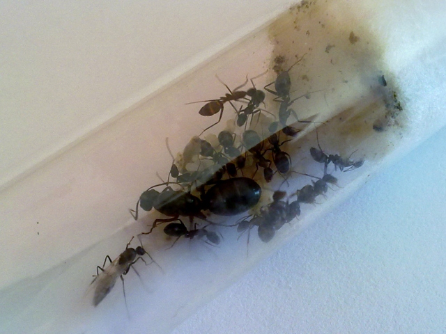 Minicolonia de Camponotus barbaricus con macho