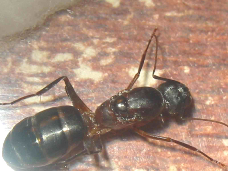Reina Camponotus Barbaricus