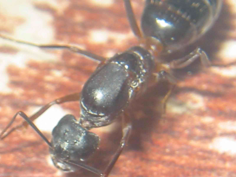 Reina Camponotus Barbaricus